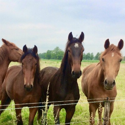 tussen Hemel en Paarden ~ bewustworden in een ruimer veld