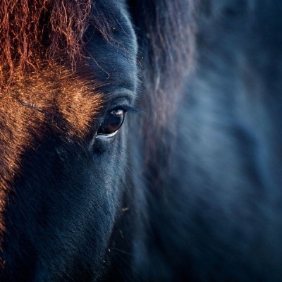 tussen Hemel en Paarden ~ bewustworden in een ruimer veld