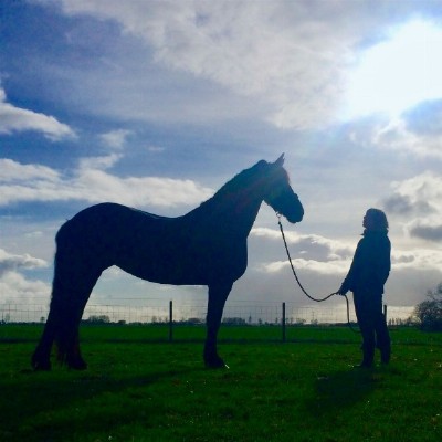 tussen Hemel en Paarden ~ bewustworden in een ruimer veld